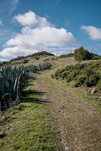 An agave growing on a hillside with green shrubs and clouds above, La Gomera, Canary Islands, Spain