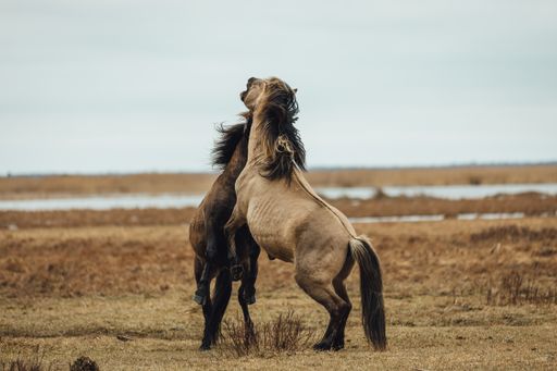 A selective focus shot of two horses fighting with each other in the field