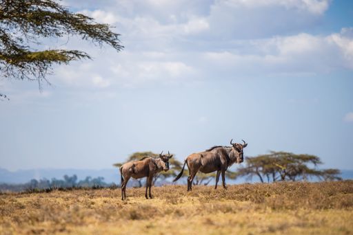 The wildebeest at the crescent island in Lake Naivasha, Kenya.