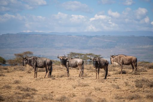 The wildebeest at the crescent island in Lake Naivasha, Kenya.
