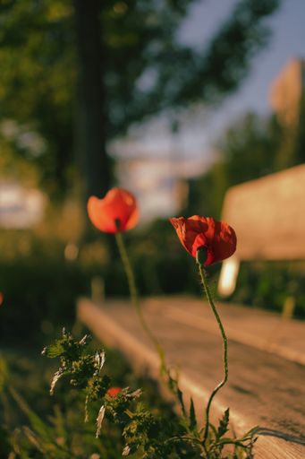 A vertical shot of wild poppies near a wooden bench in a park under the sunlight with a blurry background
