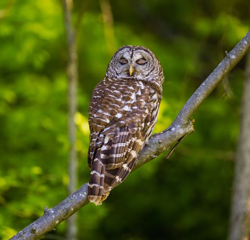 A barred owl perched on a tree branch. Strix varia.
