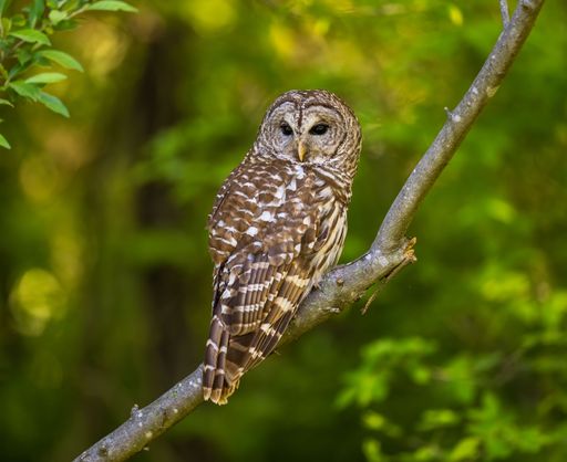 A barred owl perched on a tree branch. Strix varia.