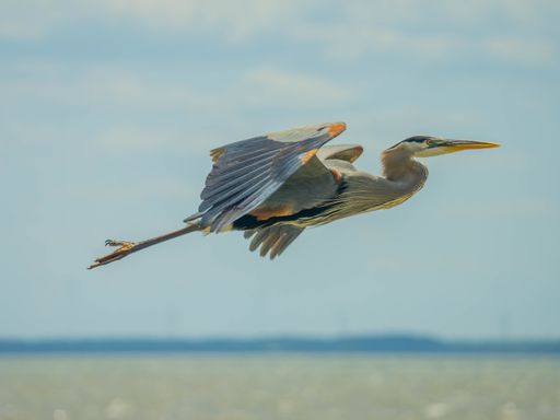 A Great Blue Heron is featured flying through the air over the ocean on a sunny day