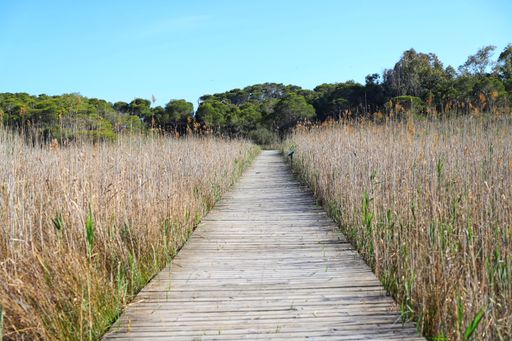 A scenic view of a grassy meadow with a picturesque pathway running through it