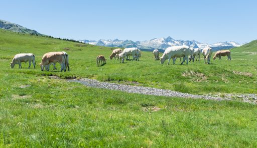 A field covered in the grass surrounded by grazing cows with mountains on the background in Spain