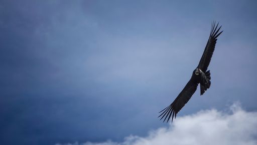 An Andean condor (Vultur gryphus) soaring gracefully against a clear blue sky