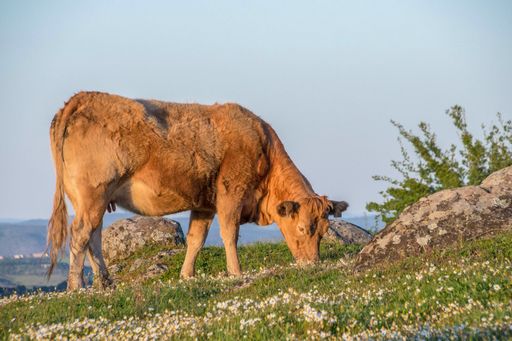 A closeup of a brown cow grazing at a grassy meadow