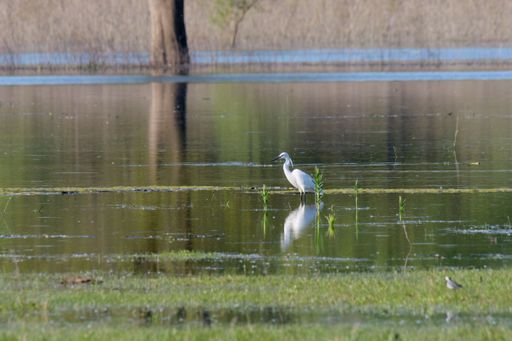A little egret standing in the tranquil lake, Egretta garzetta. Lonjsko Polje Nature Park, Croatia.