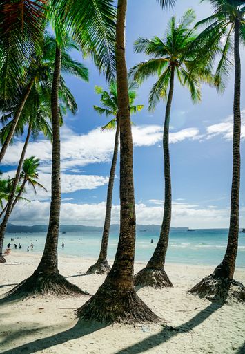 A scenic beach landscape featuring a row of palm trees along the edge of the ocean on a sunny day