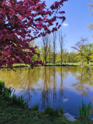 An idyllic landscape of a tranquil pond surrounded by lush greenery and vibrant pink flower