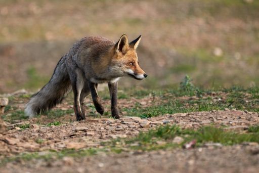A red fox walking through a grassy field, its vibrant fur standing out against the backdrop of dirt and green