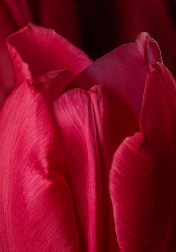 A macro shot of ruby tulip petals