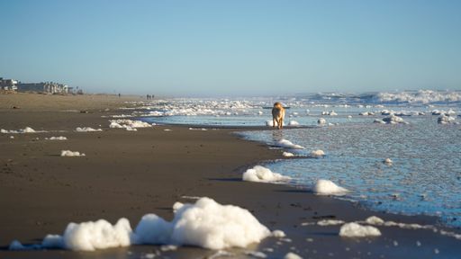 A Golden Retriever walking along a sandy beach against ocean waves