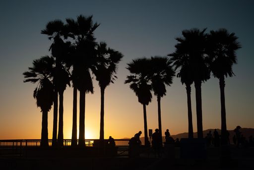 A silhouette of several palm trees against a bright orange sunset over the calm sea