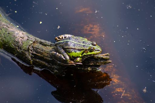 A green frog on a partially submerged log in a body of water