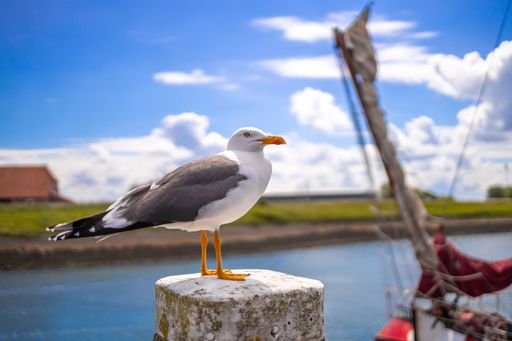 A white seagull perched atop a post on a wooden dock, overlooking a tranquil body of water.