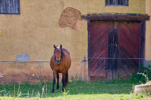 A majestic white horse standing in front of a large brick building with two arched doorways