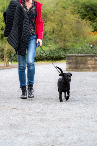 A beautiful dog walking with a woman in the park in the spring.