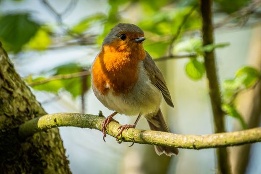 A European robin perched on a tree branch. Erithacus rubecula.