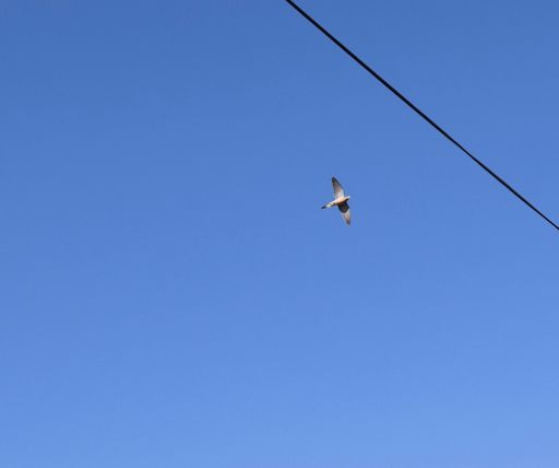 A dove flying with wings spread against the clear blue sky