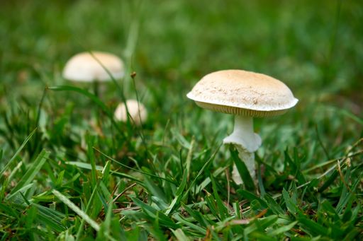 A selective focus shot of deadly poisonous white mushrooms (Amanita phalloides, death cap) growing in a forest