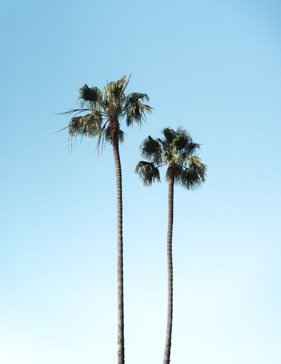 A vertical shot of palm trees under a clear blue sky on a sunny day