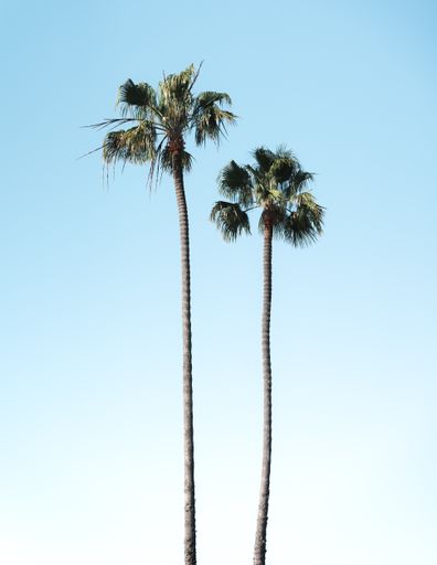 A vertical shot of palm trees under a clear blue sky on a sunny day