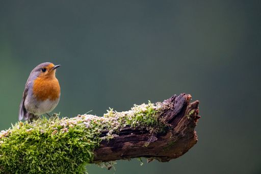 The European robin (Erithacus rubecula) perched on a branch
