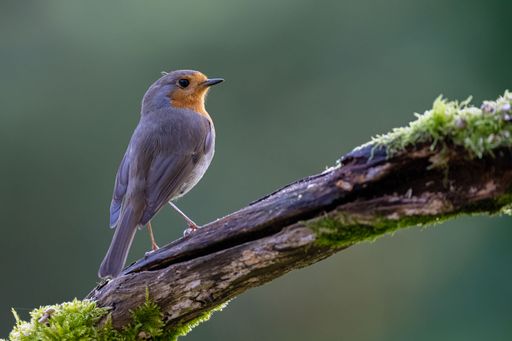 The European robin (Erithacus rubecula) perched on a branch