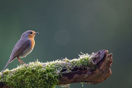 The European robin (Erithacus rubecula) perched on a branch