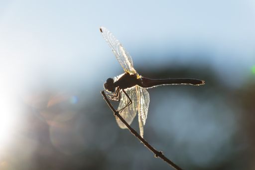 A selective focus shot of a dragonfly on a branch