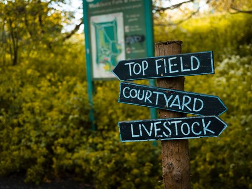 Some colorful wooden signs pointing in various directions in a green park setting