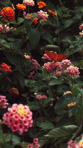 An orange butterfly on the vibrant and lively collection of flowering plants, featuring a diverse range of hues