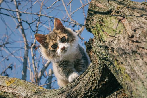 A tabby cat on a tree branch looking down on a sunny day