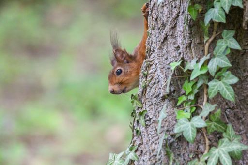 A closeup of a squirrel perched atop a moss-covered tree trunk with a blurry background