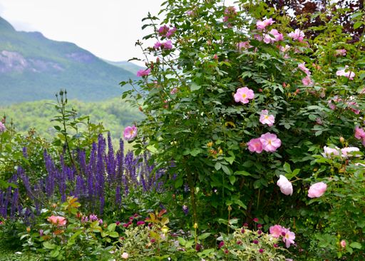 A scenic view of pink and purple salvia in green mountains of western North Carolina
