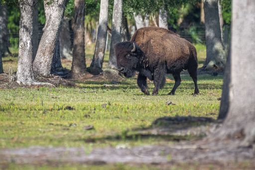 A majestic bison walking through a picturesque forest on a sunny day