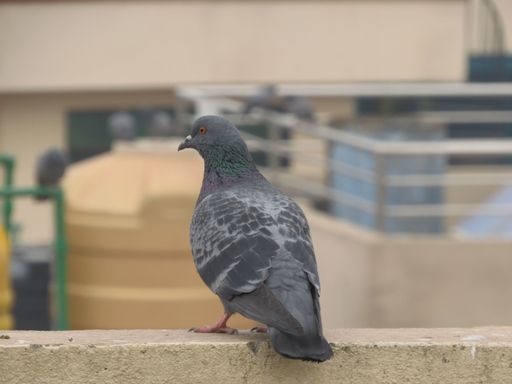 A close-up shot of a pigeon on a blurred background