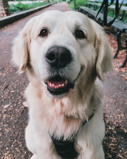A cute Golden Retriever with open mouth sitting on the footpath in the park