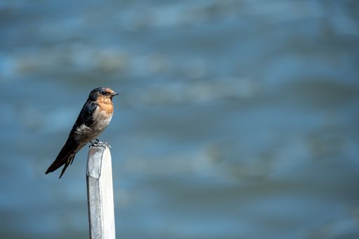 A close-up shot of a small Welcome swallow bird perched on a post near a body of water
