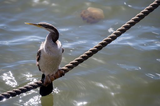 A close-up shot of an Australasian darter perched on a rope over the lake on a sunny day