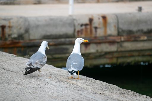 A closeup view of Two beautiful seagulls on the side of the sea