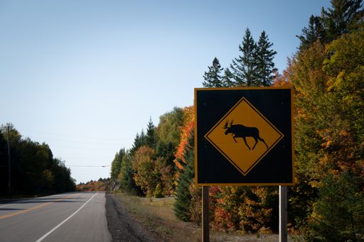 A closeup of a Moose crossing sign along the road with beautiful landscape