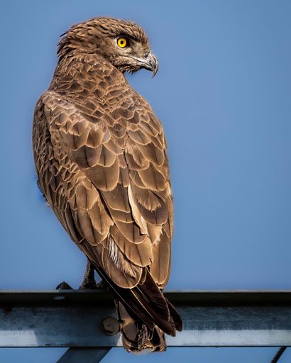 A vertical shot of a Brown snake eagle perched on a metal railing