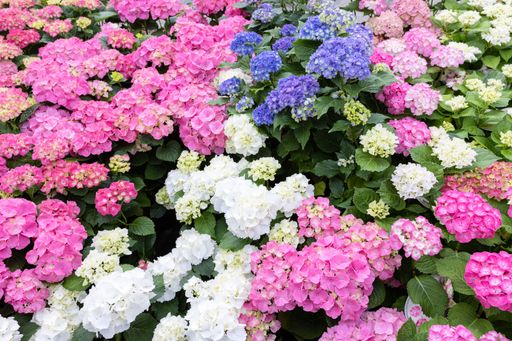 A background of vibrant hydrangea flowers in a green garden