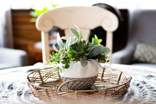 A tray of lush, green potted plants on a wooden table with a blurry background