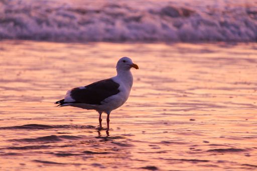 Seagull during sunset at La Jolla Beach near San Diego, California.