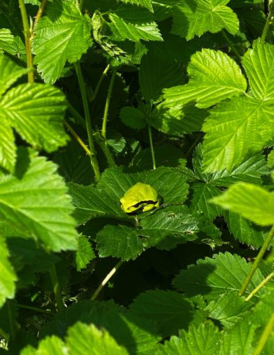 A Vibrant green frog perched on a bed of lush green foliage in its natural habitat