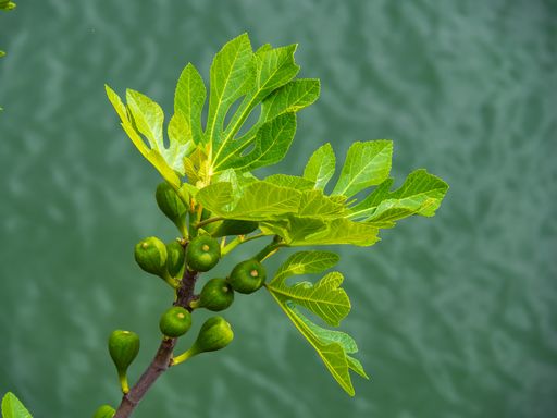 A close up shot of unripe green figs on a branch